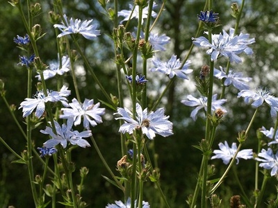 Chicory root