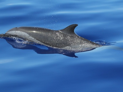 Chilean Dolphin