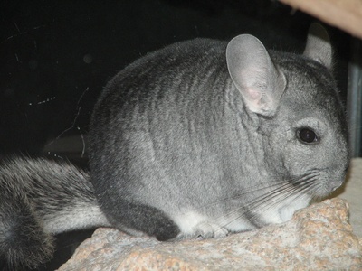 Chinchilla