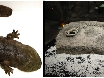 Chinese giant salamander