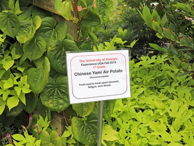 Chinese yam (Nagaimo)