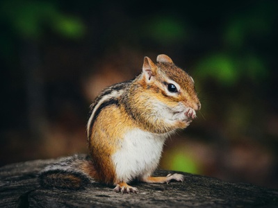 Chipmunk