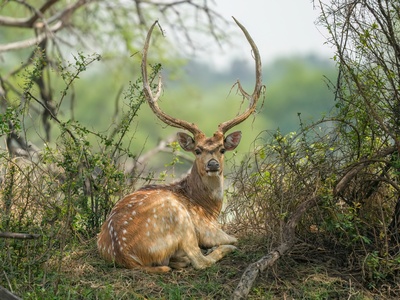 Chital