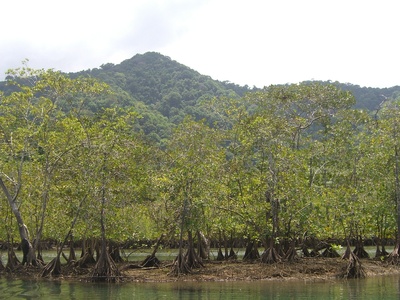 Chocó-Darién rainforest