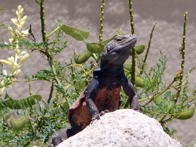 Chuckwalla