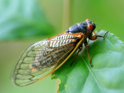 Cicada