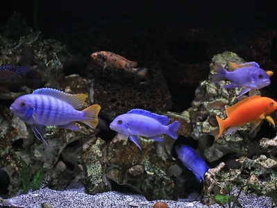 Cichlid