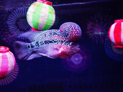 Cichlids and ornamental fish