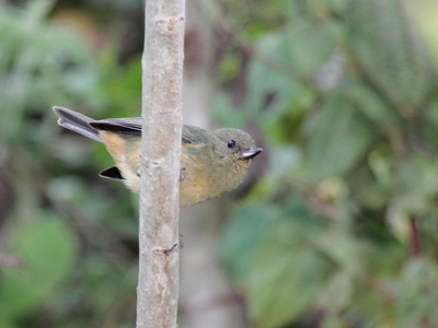 Cinnamon-bellied Flowerpiercer