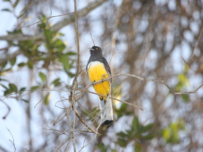 Citreoline Trogon