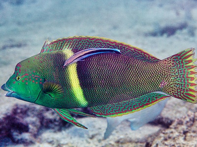 Cleaner Wrasse