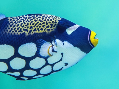 Clown Triggerfish