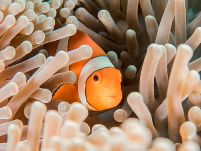 Clownfish