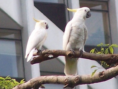 Cockatoo