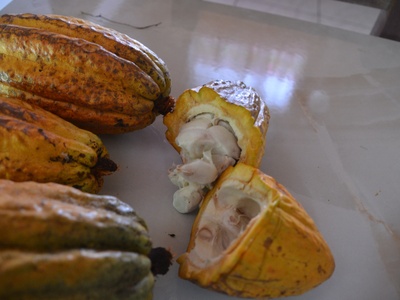 Cocoa (cacao)