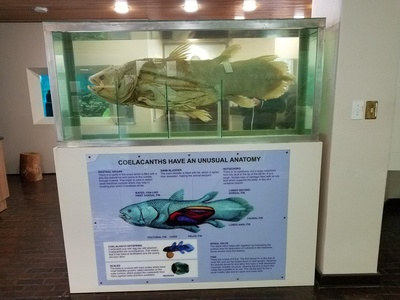 Coelacanth