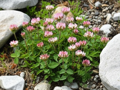 Colorado Barneby's Clover