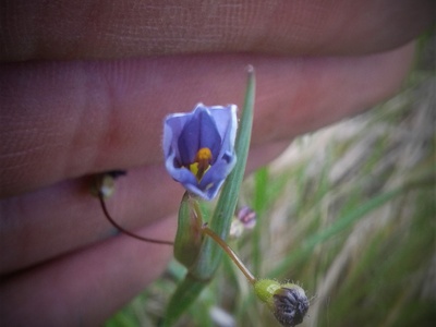 Colorado Blue-eyed Grass