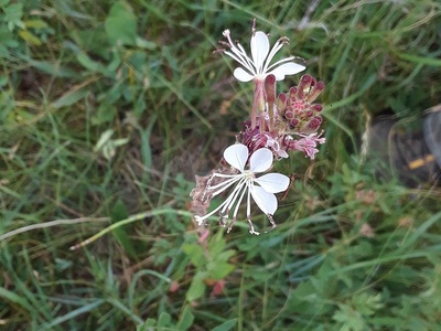 Colorado Butterfly Plant