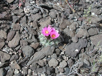Colorado Hookless Cactus