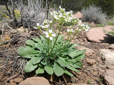 Colorado Rock-cress