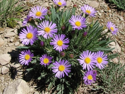 Colorado Tansy-aster