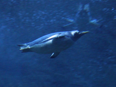 Commerson's Dolphin