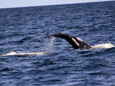 Common Minke Whale
