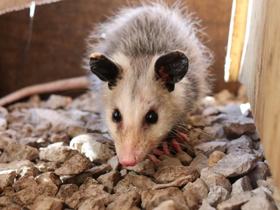 Common opossum