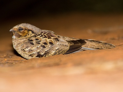 Common Pauraque