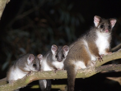 Common ringtail possum
