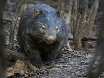 Common wombat