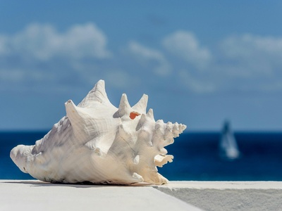 Conch