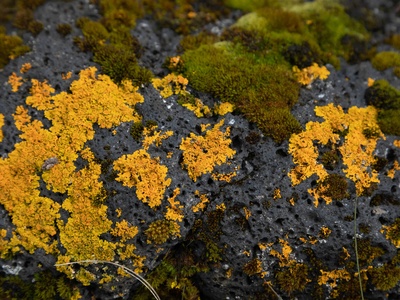Conservation Biology
