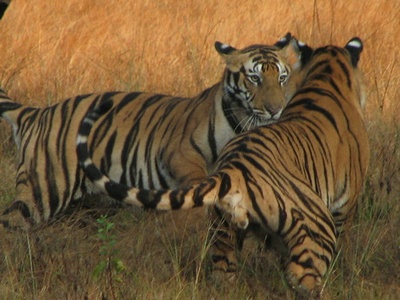 Conservation Genetics