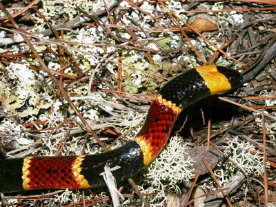 Coral Snake