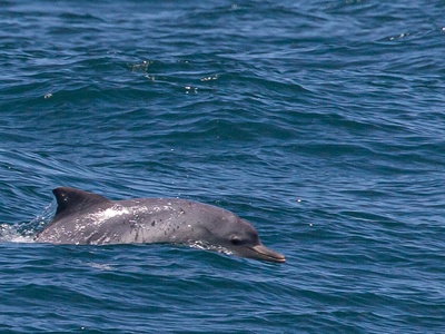 Costero (Guiana Dolphin)