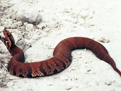 Cottonmouth
