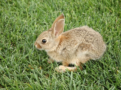 Cottontail Rabbit