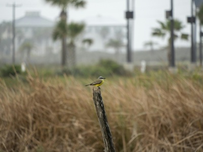 Couch's Kingbird