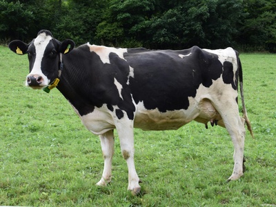Cow