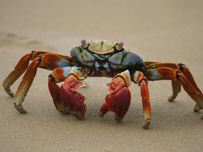 Crab