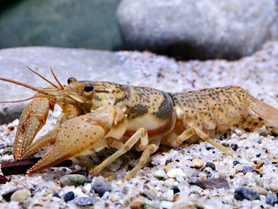 Crayfish