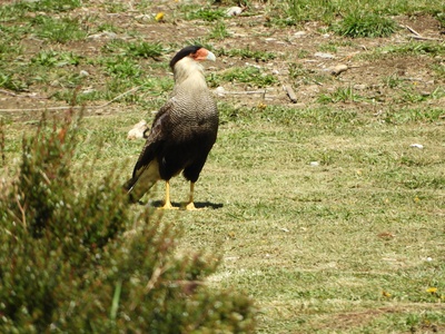 Crested Caracara