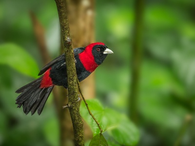 Crimson-collared Tanager