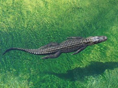 Crocodile