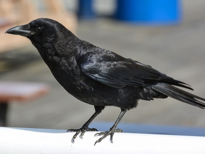 Crow