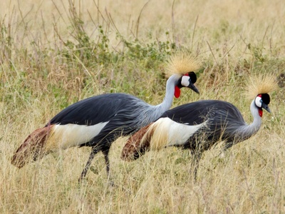 Crowned Crane