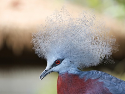Crowned Pigeon
