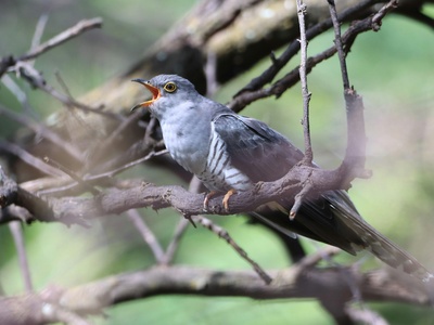 Cuckoo